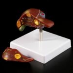 Human Liver Model Hepatic Anatomical Study Medical Equipment Teaching Display